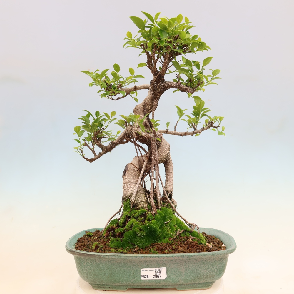 Salle bonsaï - Ficus kimmen - ficus à petites feuilles