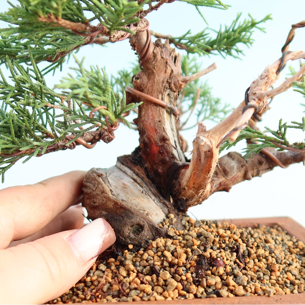 Bonsaï d'extérieur - Juniperus chinensis Itoigawa