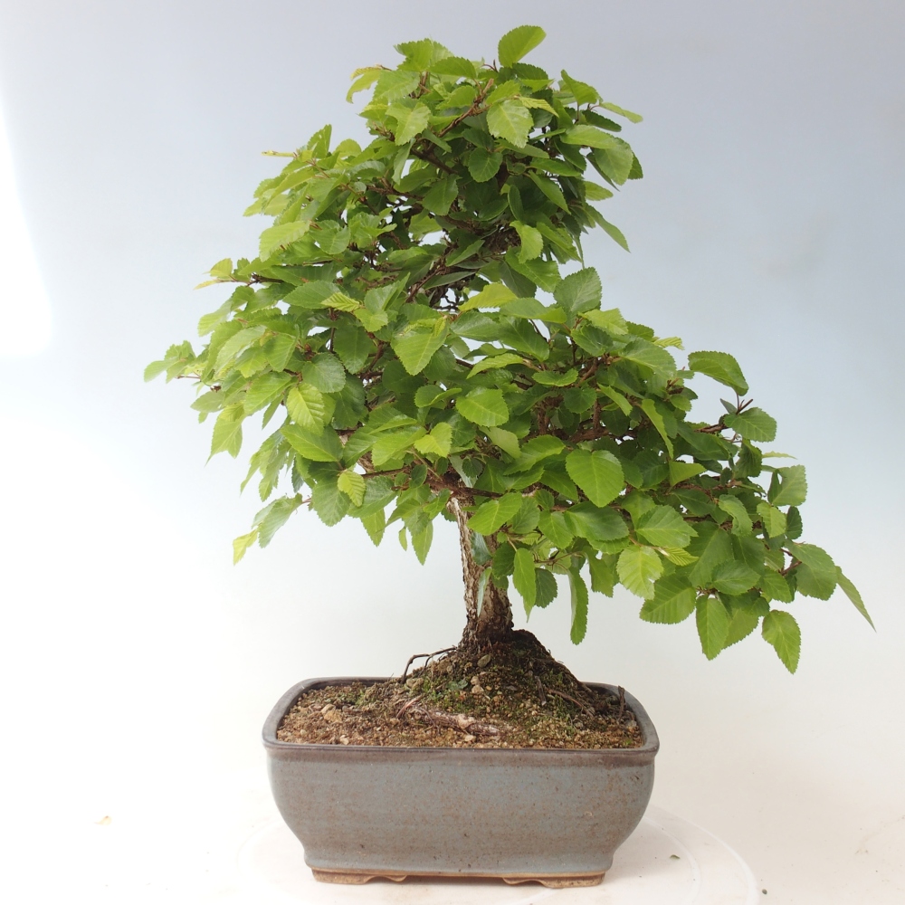 Bonsaï d'extérieur -Carpinus CARPINOIDES - Charme de Corée