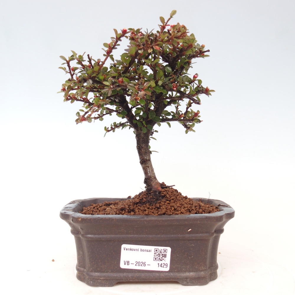 Bonsaï d'extérieur - Cotoneaster horizontalis - Rocky Mountain