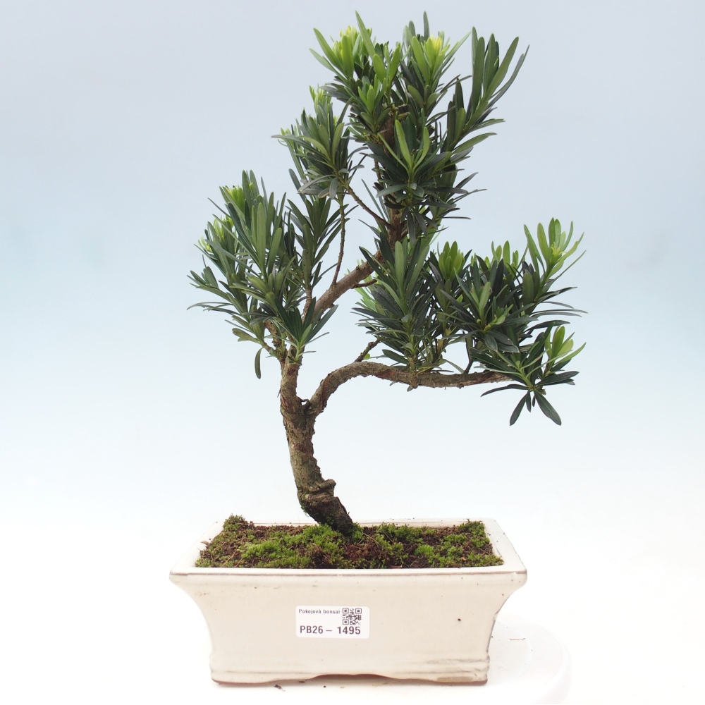 Salle bonsaï - Podocarpus - If en pierre