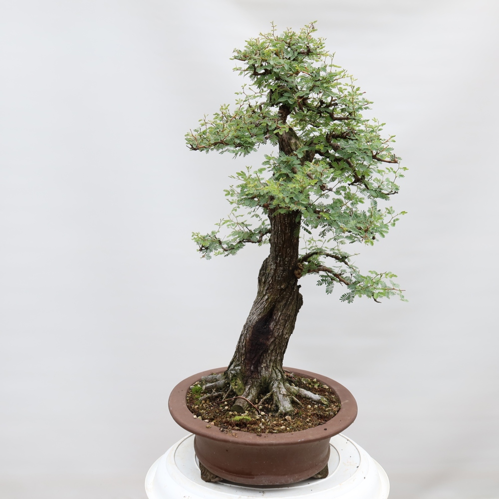 Bonsaï de chambre - Acacias Arabica
