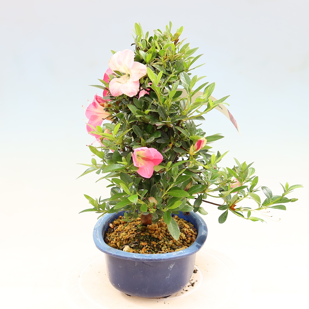 Bonsaï d'extérieur - Azalée japonaise - Azalea Santoka