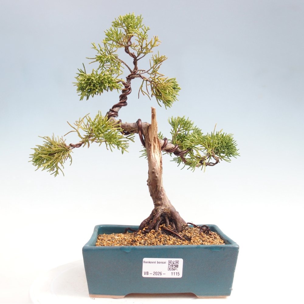 Bonsaï d'extérieur - Juniperus chinensis Kishu