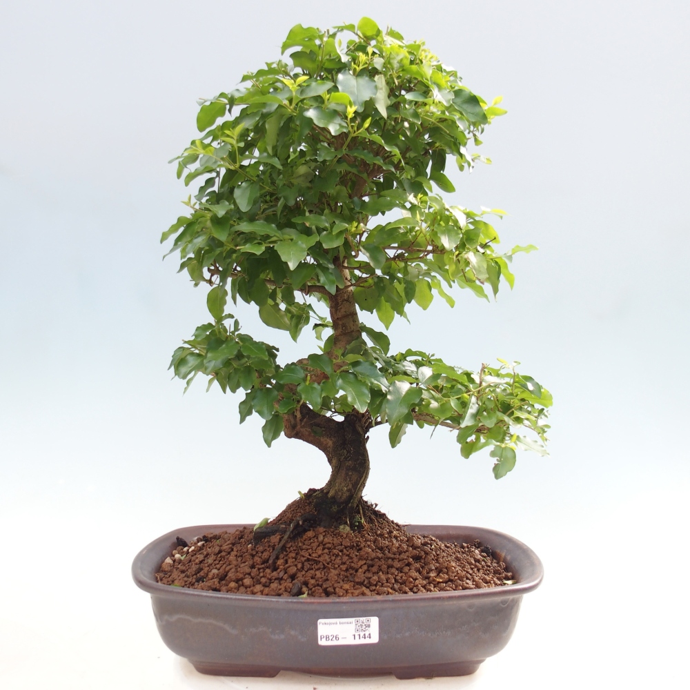 Bonsaï de chambre -Ligustrum chinensis - Bec d'oiseau