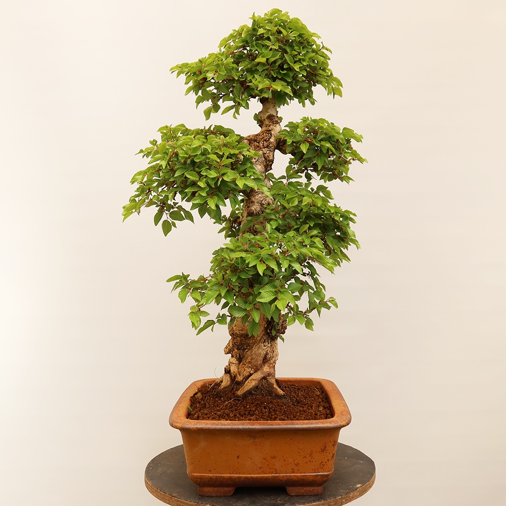 Bonsaï d'extérieur -Carpinus Coreana - Charme de Corée
