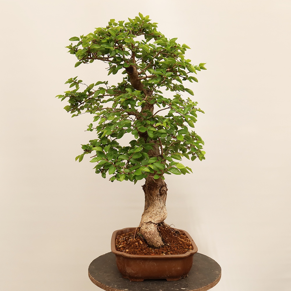 Bonsaï d'extérieur -Carpinus Coreana - Charme de Corée