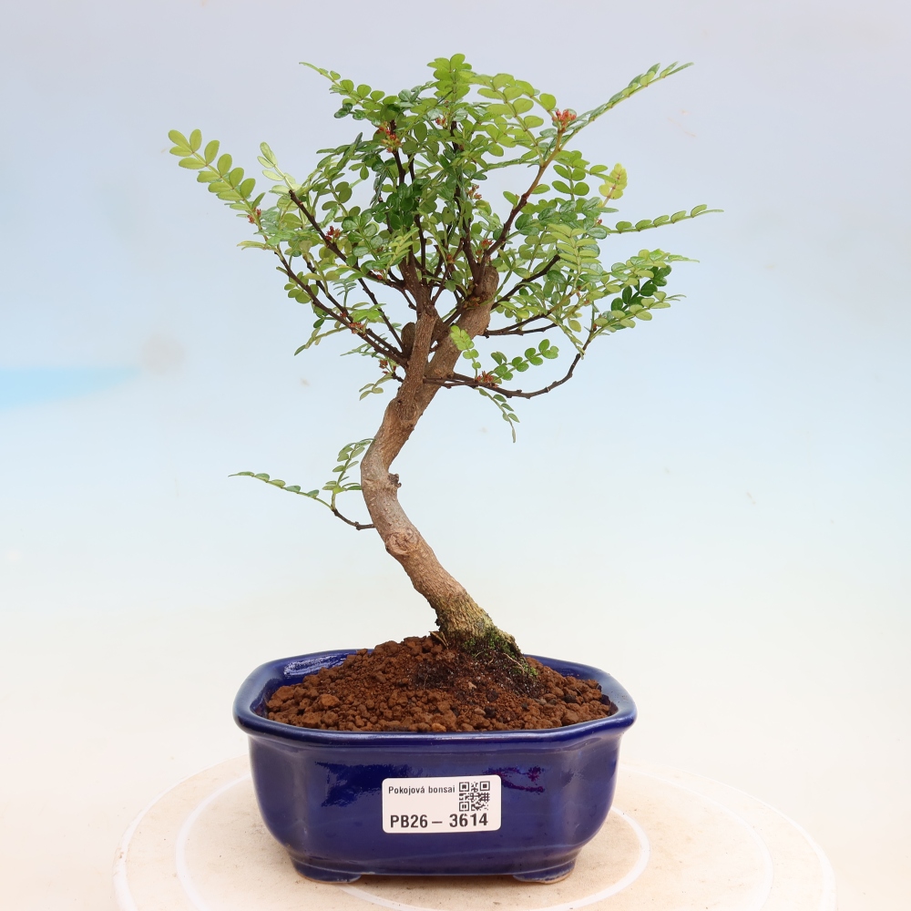 Salle bonsaï - Zantoxylum piperitum - arbre à poivre