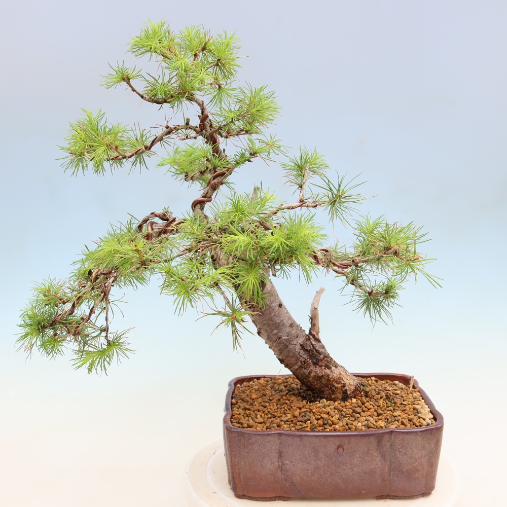 Bonsaï d'extérieur -Larix decidua - Mélèze