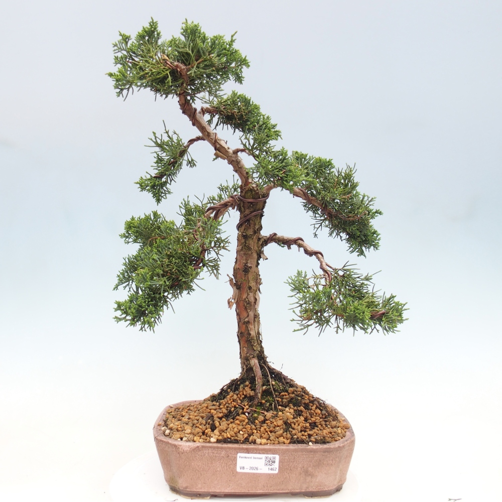 Bonsaï d'extérieur - Juniperus chinensis Kishu