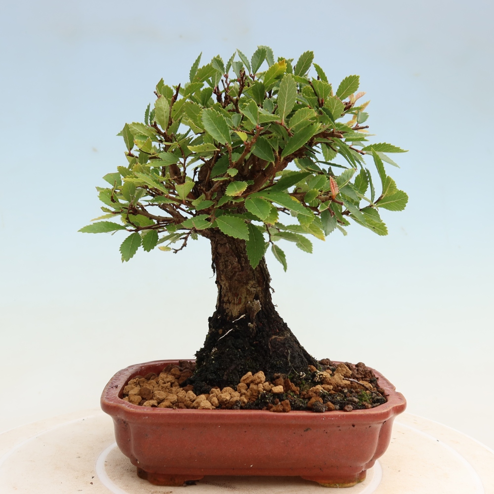 Bonsaï d'extérieur - Zelkova - Zelkova NIRE