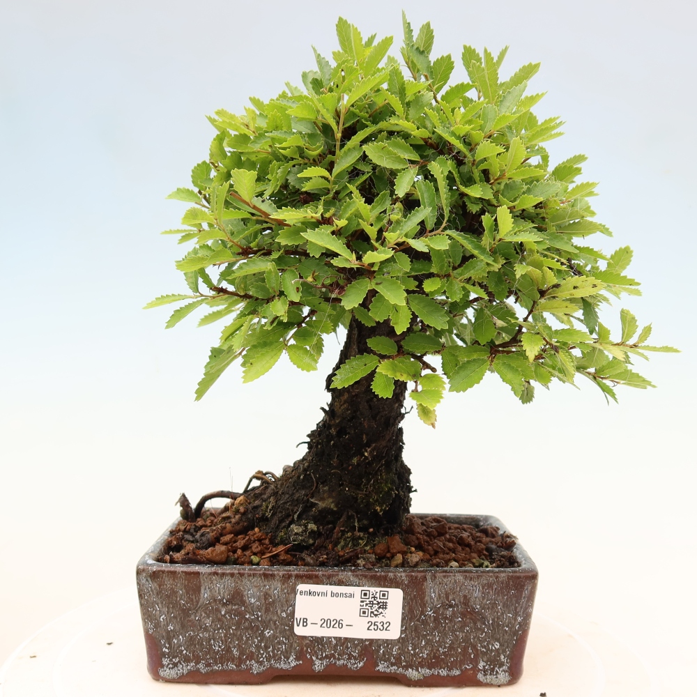 Bonsaï d'extérieur - Zelkova - Zelkova NIRE