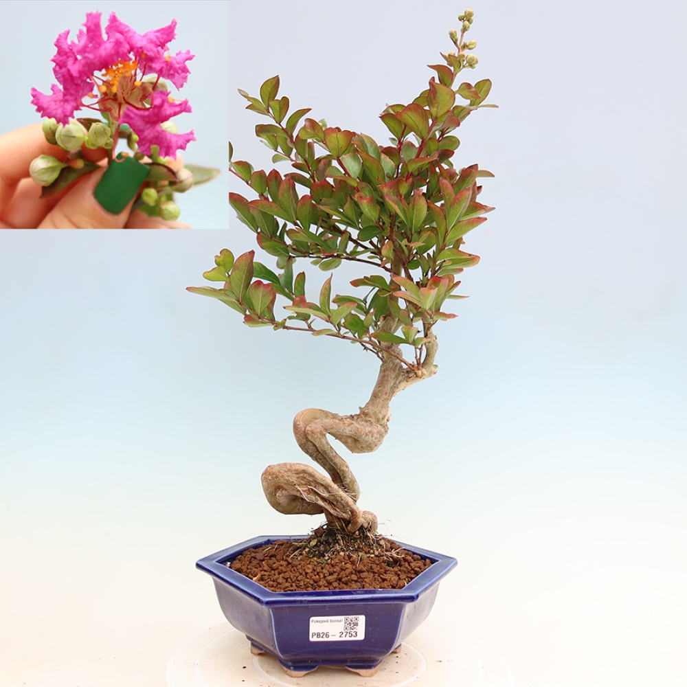Bonsaï d'intérieur - Lagerstroemia indica - lilas indien
