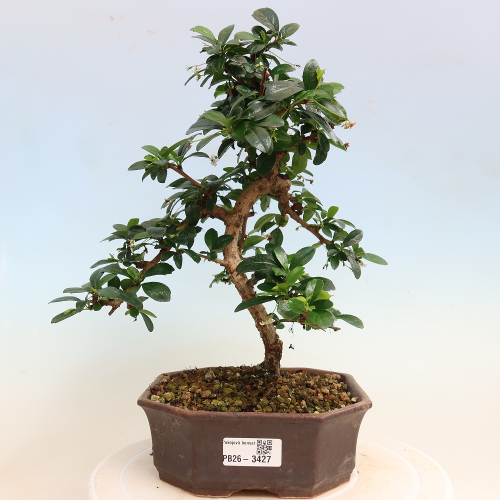Bonsaï de chambre - Carmona macrophylla - Tea fuki