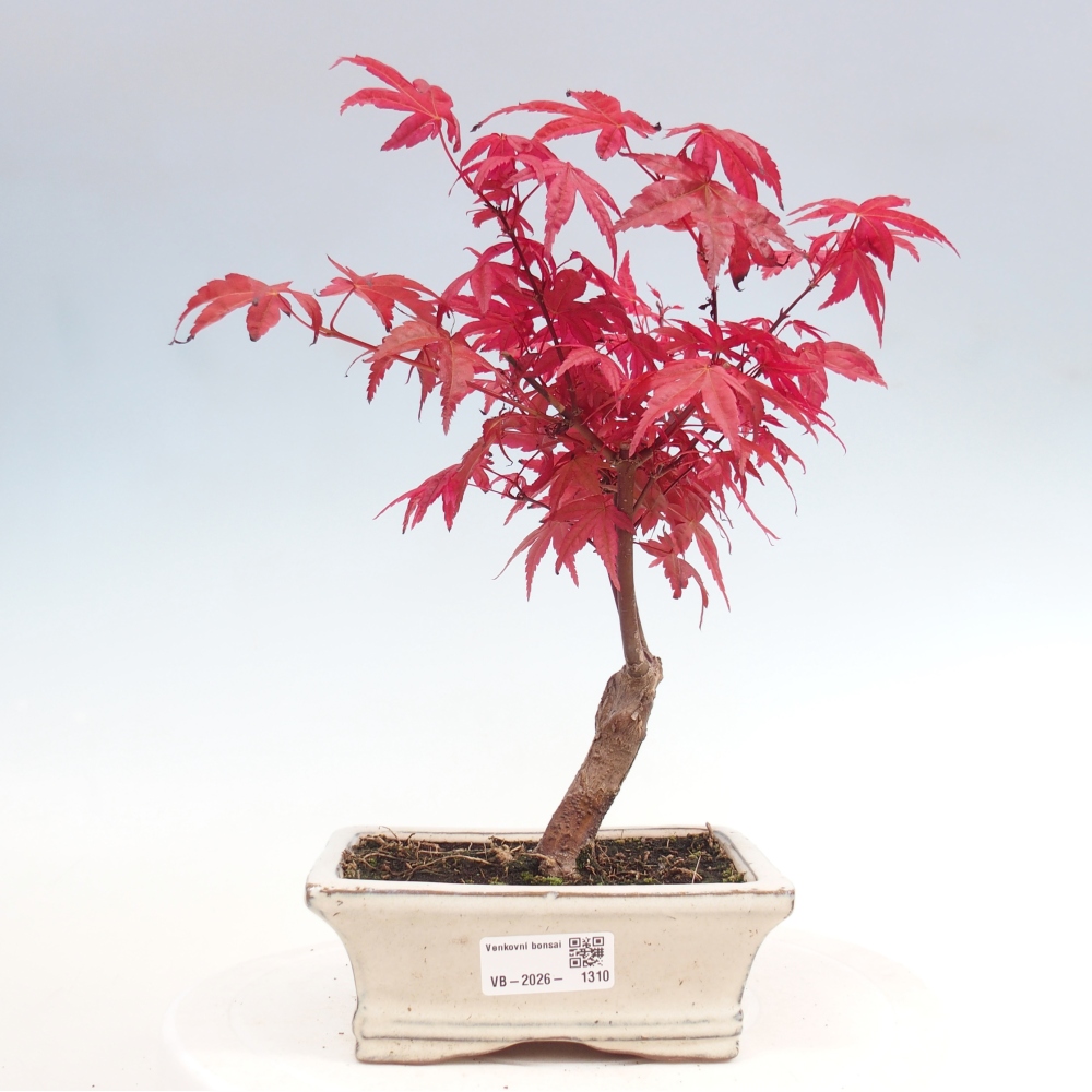 Bonsaï d'extérieur - Acer palmatum DESHOJO