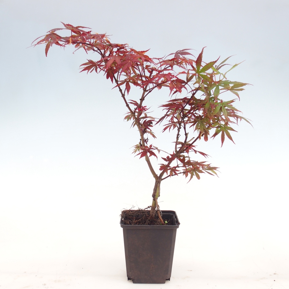Bonsaï d'extérieur - Acer palmatum Berry Broom en conteneur