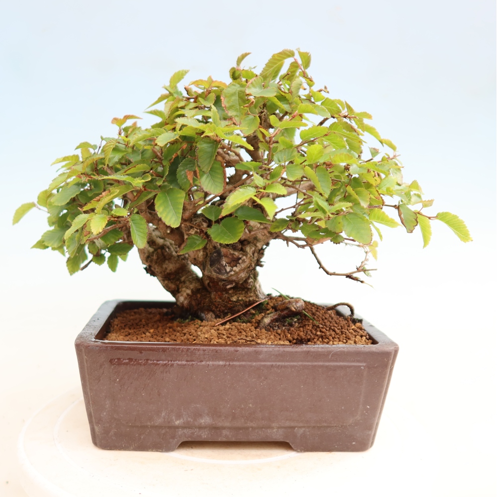 Bonsaï d'extérieur -Carpinus CARPINOIDES - Charme de Corée