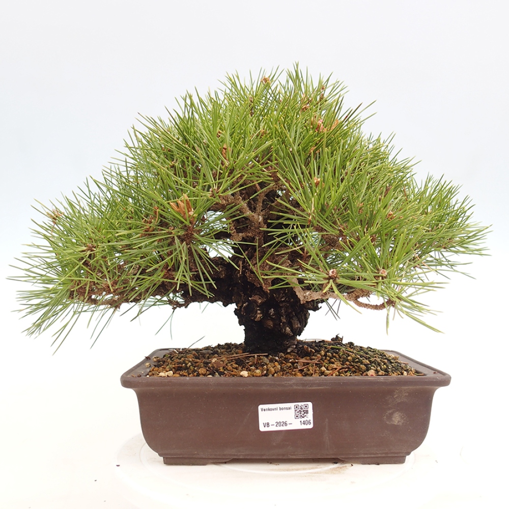 Bonsaï d'extérieur - Pinus thunbergii - Pin de Thunberg