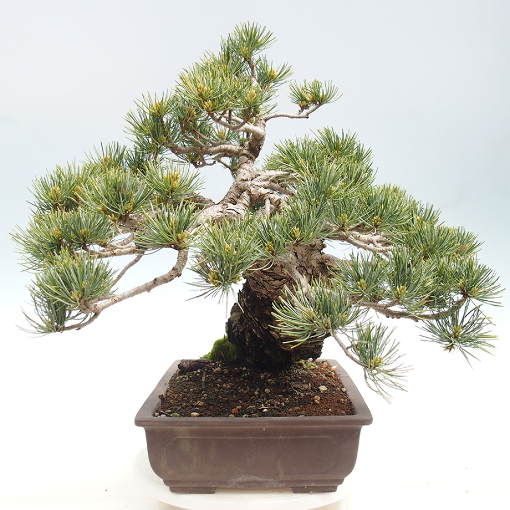 Bonsaï d'extérieur - Pinus parviflora - Pinus parviflora