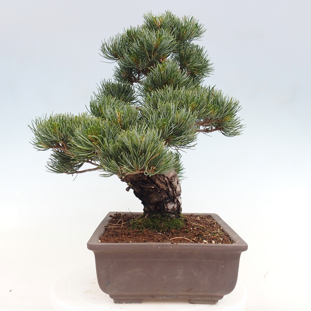 Bonsaï d'extérieur - Pinus parviflora - Pinus parviflora