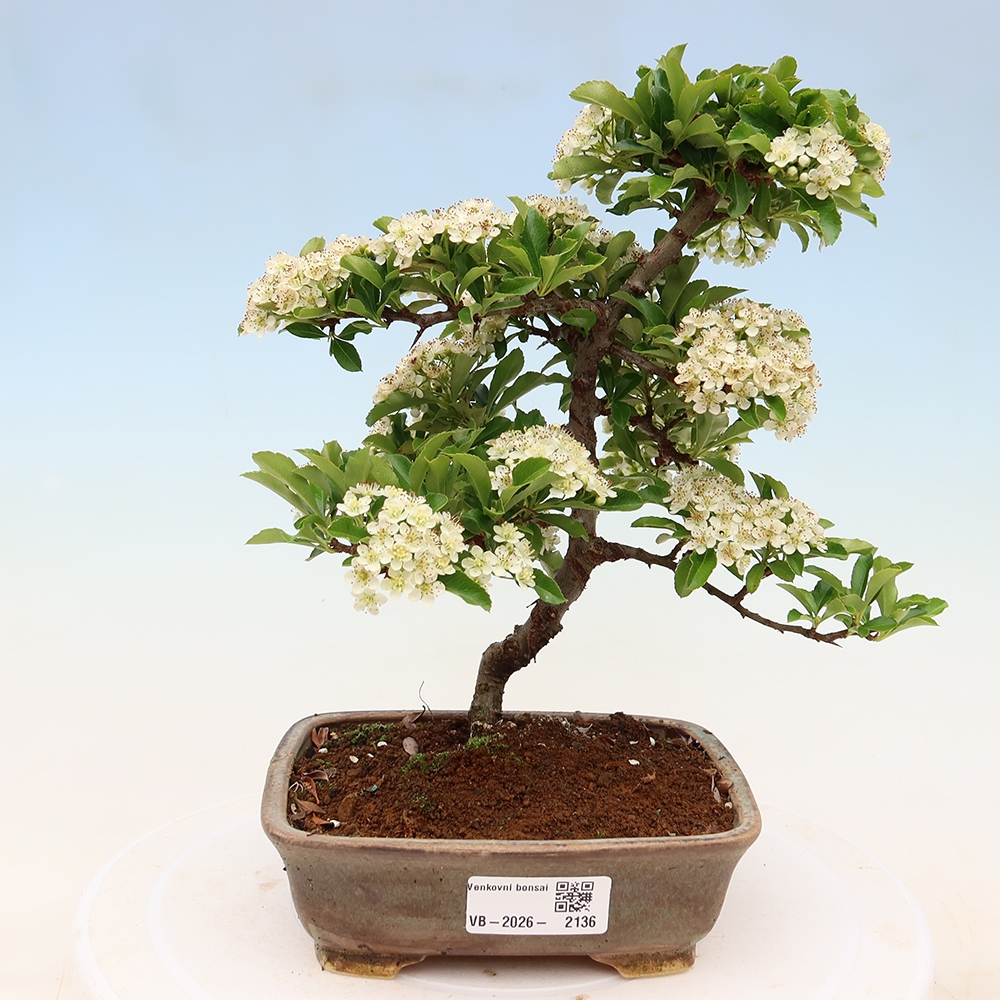 Bonsaï d'extérieur - Pyracantha teton - Pyracantha