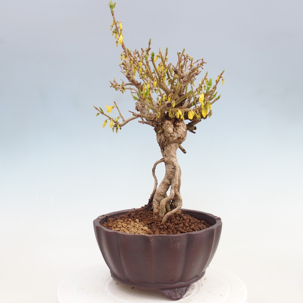 Bonsaï d'extérieur - Zlatice - Forsythia koreana