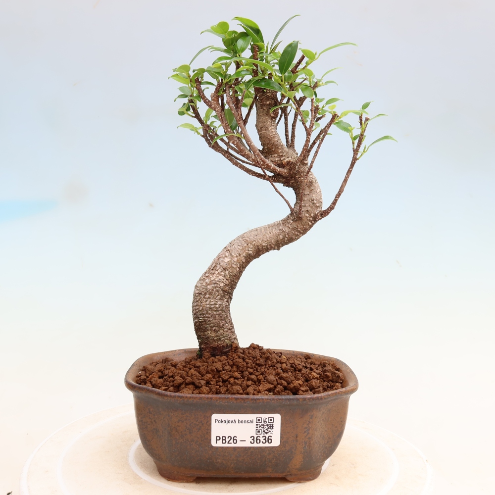Salle bonsaï - Ficus kimmen - ficus à petites feuilles
