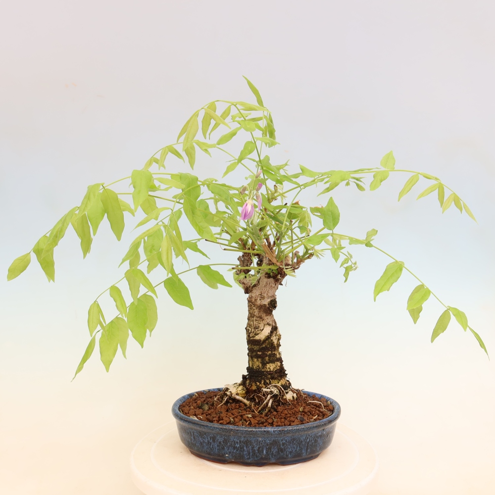 Bonsaï d'extérieur - Wisteria floribunda