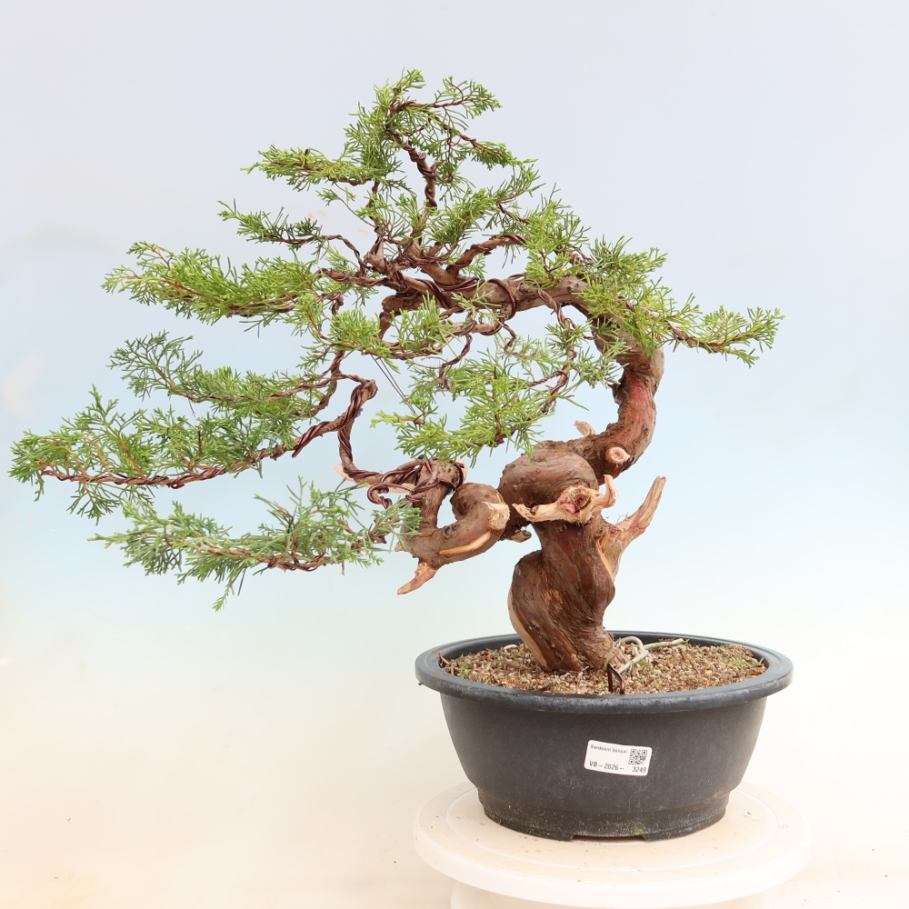 Bonsaï d'extérieur - Juniperus chinensis Itoigawa-Juniperus chinensis