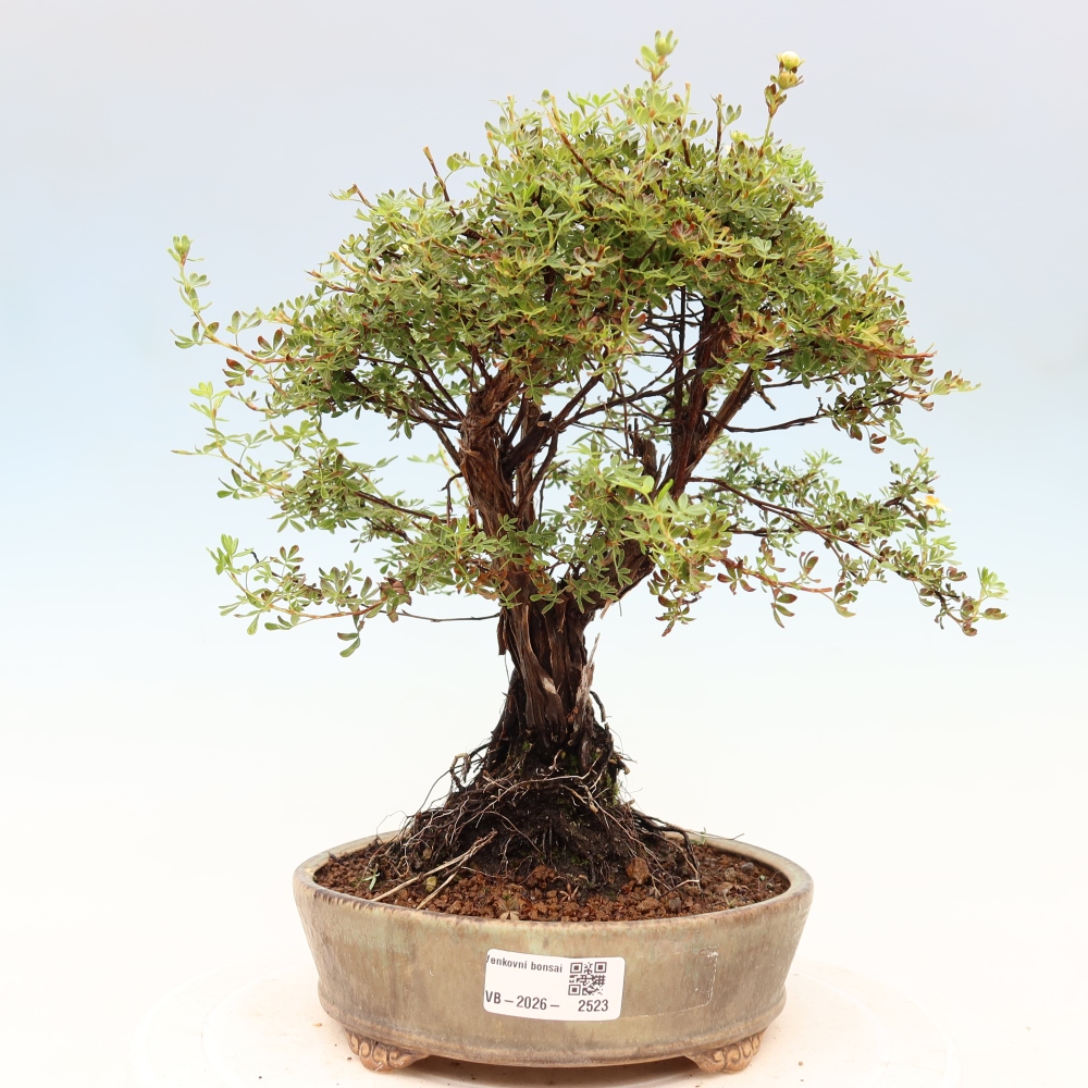 Bonsaï d'extérieur - Potentila fruticosa