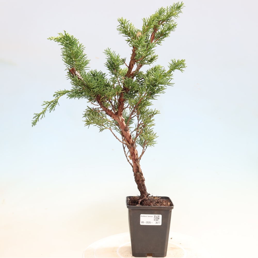 Bonsaï d'extérieur - Juniperus chinensis Kishu