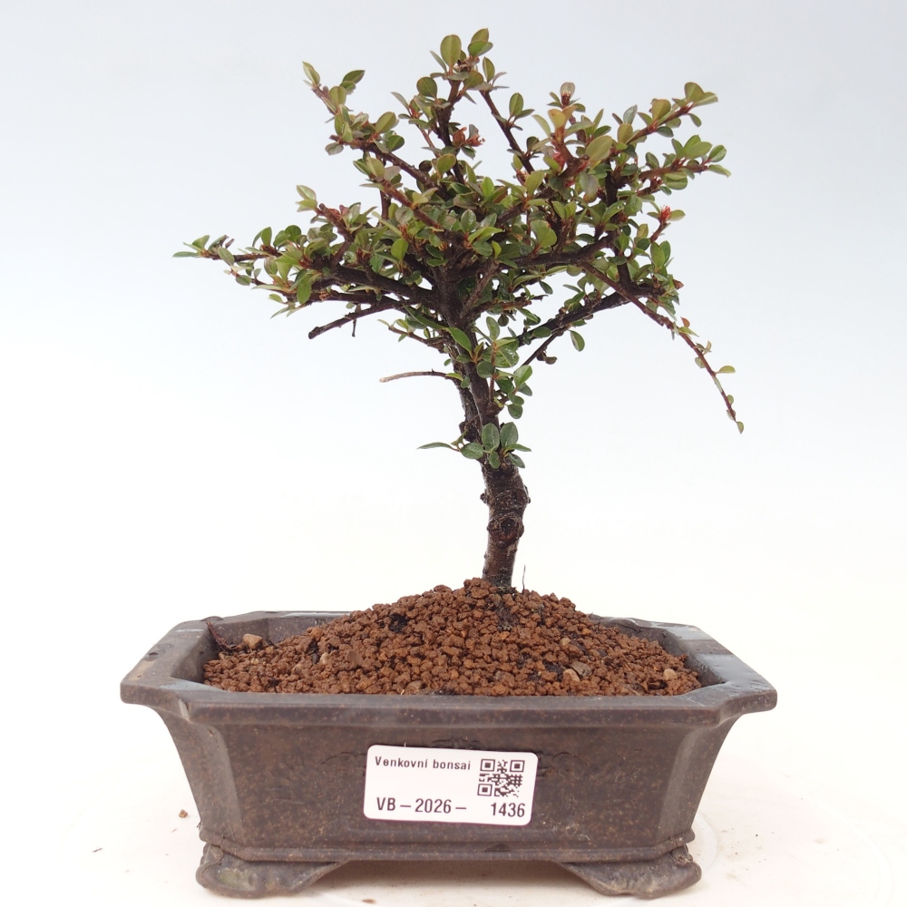 Bonsaï d'extérieur - Cotoneaster horizontalis - Rocky Mountain
