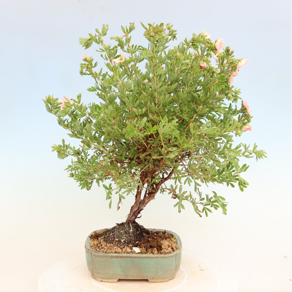 Bonsaï d'extérieur - Potentille arbustive - Potentilla fruticosa Bellissima
