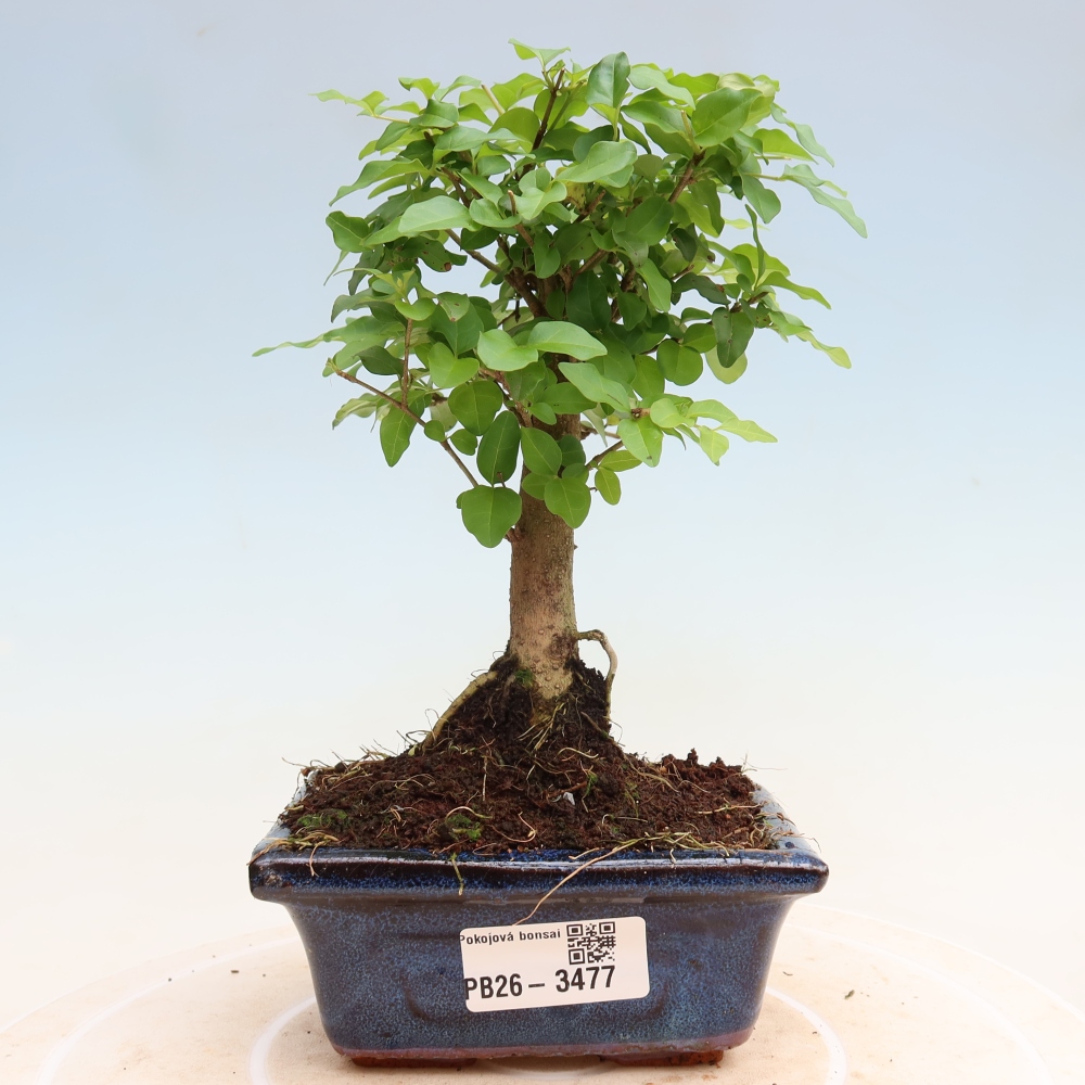 Bonsaï de chambre -Ligustrum chinensis - Bec d'oiseau