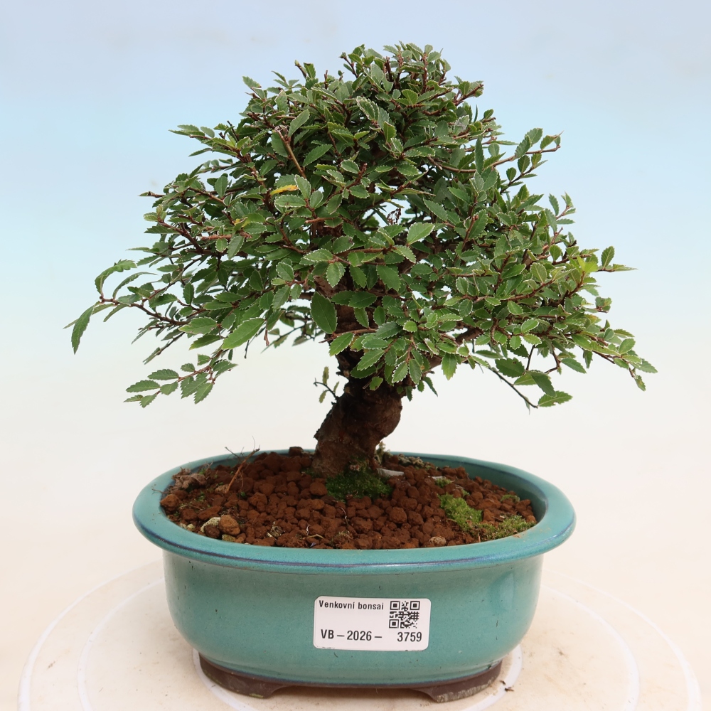 Bonsaï d'extérieur - Zelkova - Zelkova NIRE