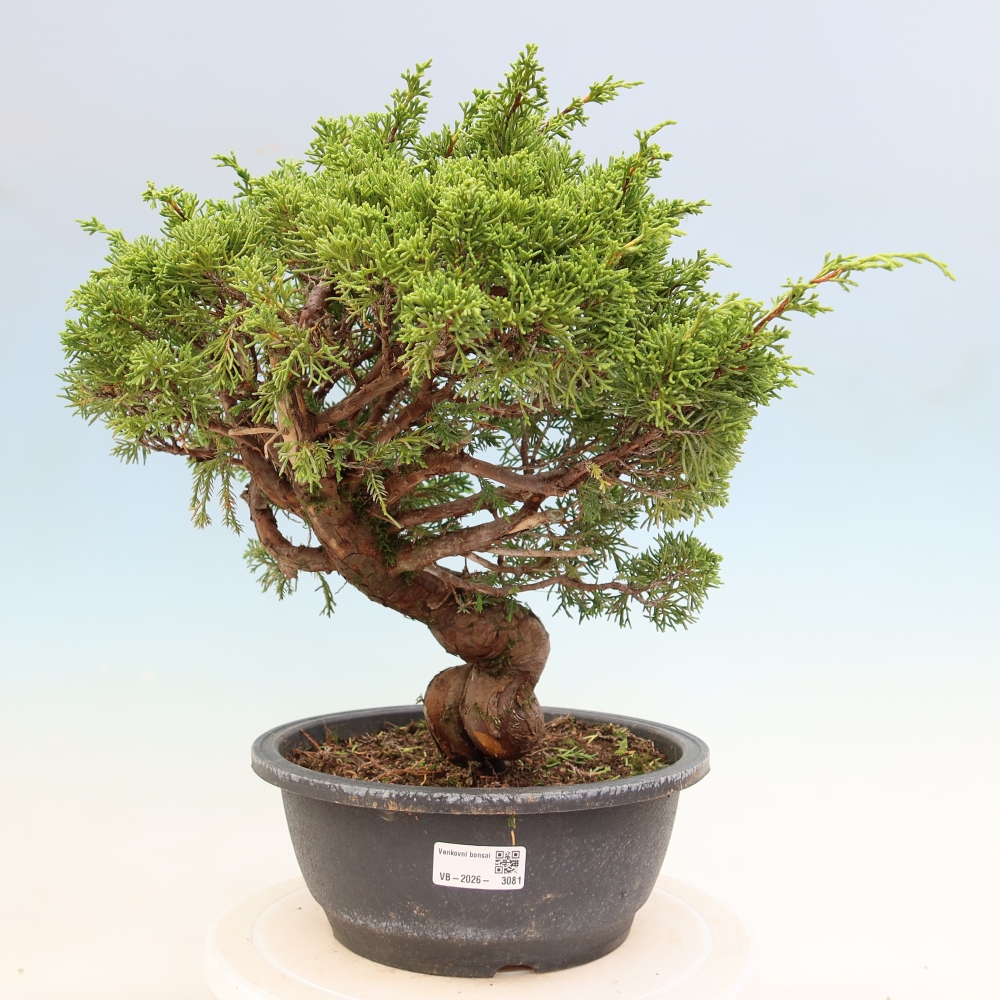 Bonsaï d'extérieur - Juniperus chinensis Itoigawa-Juniperus chinensis
