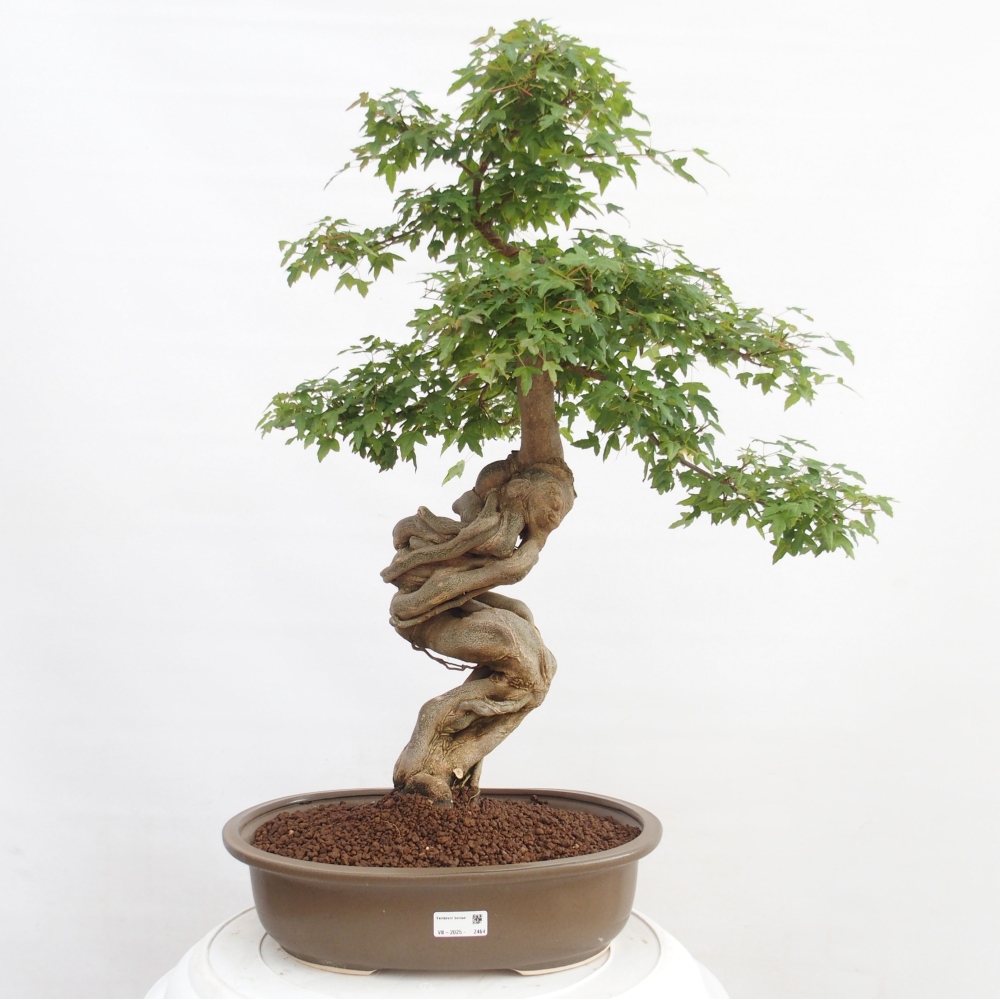 Bonsaï d'extérieur - Acer Buergerianum - Burger Maple
