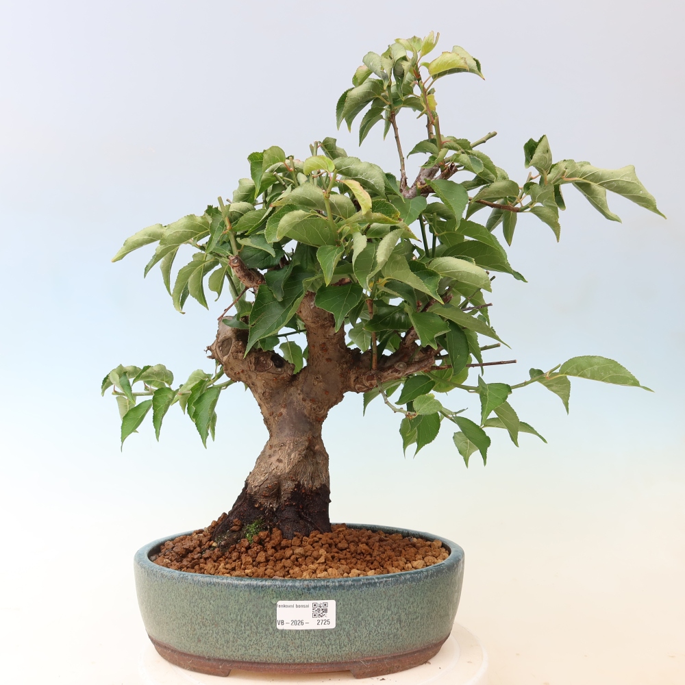 Bonsaï d'extérieur - Abricotier japonais - Prunus Mume