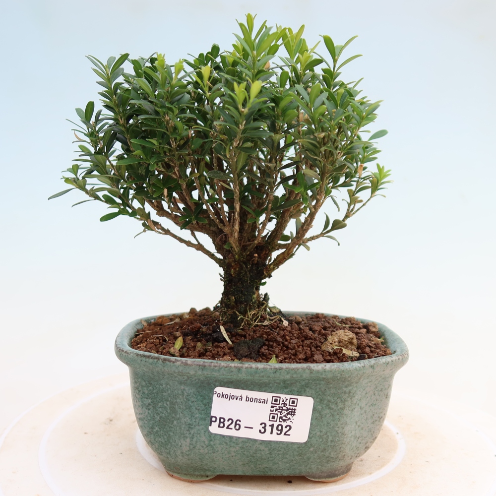 Bonsaï de chambre - Buxus harlandii - buxus liège
