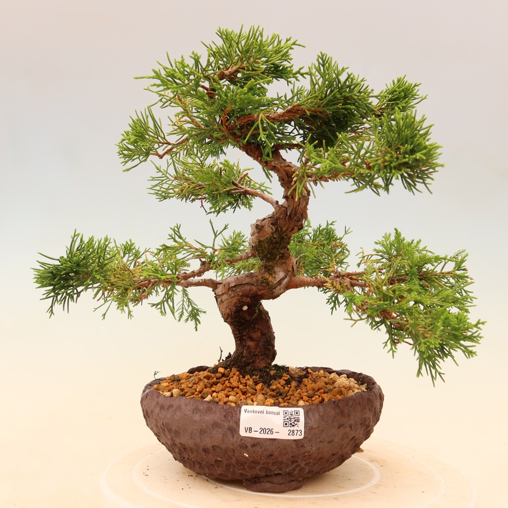 Bonsaï d'extérieur - Juniperus chinensis Itoigawa