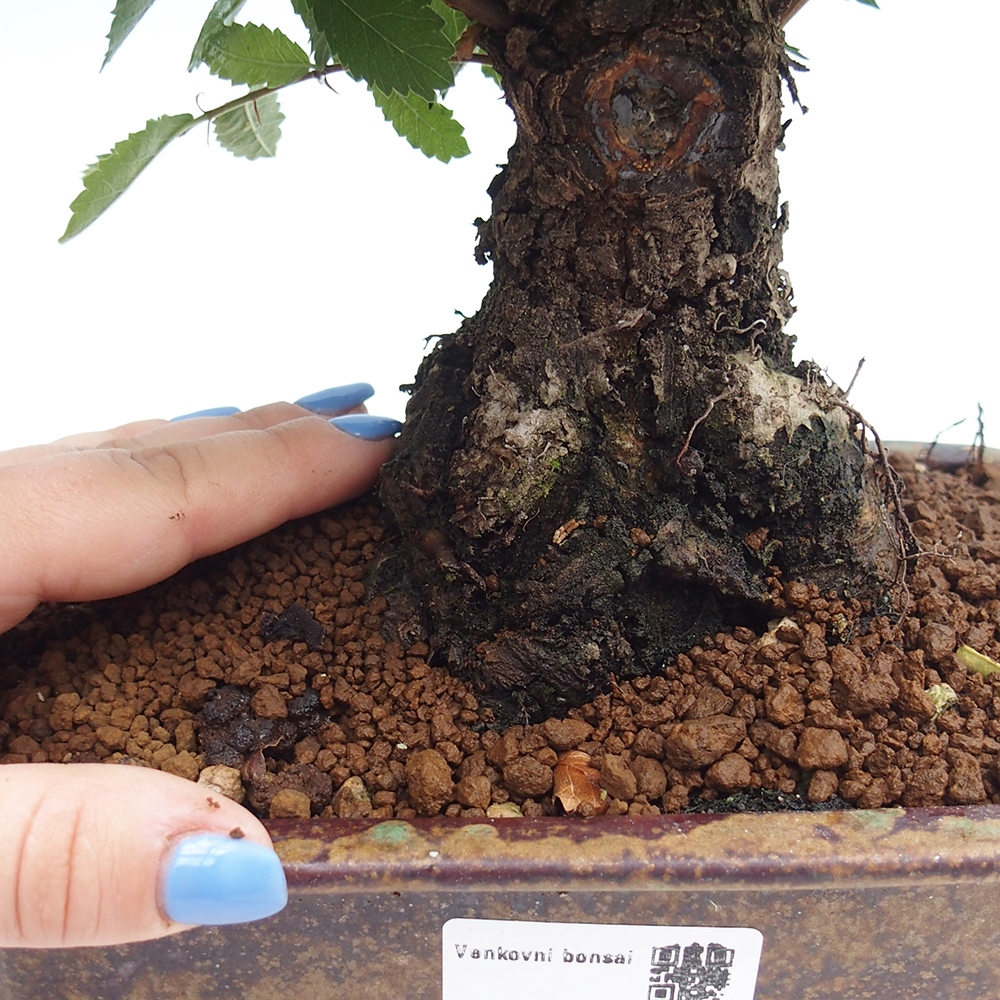 Bonsaï d'extérieur - Zelkova - Zelkova NIRE