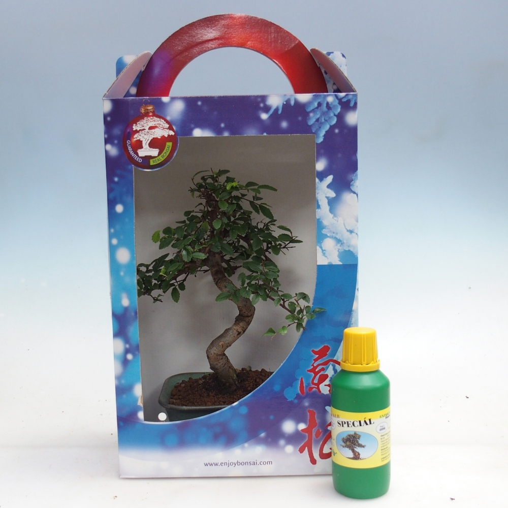 Ulmus parvifolia - Orme de Chine