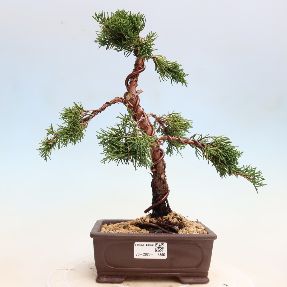 Bonsaï d'extérieur - Juniperus chinensis Kishu