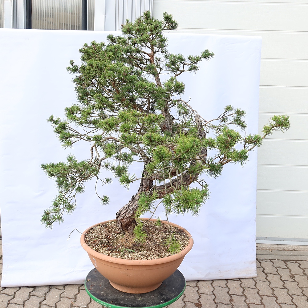 Pinus sylvestris Espagne - pin sylvestre