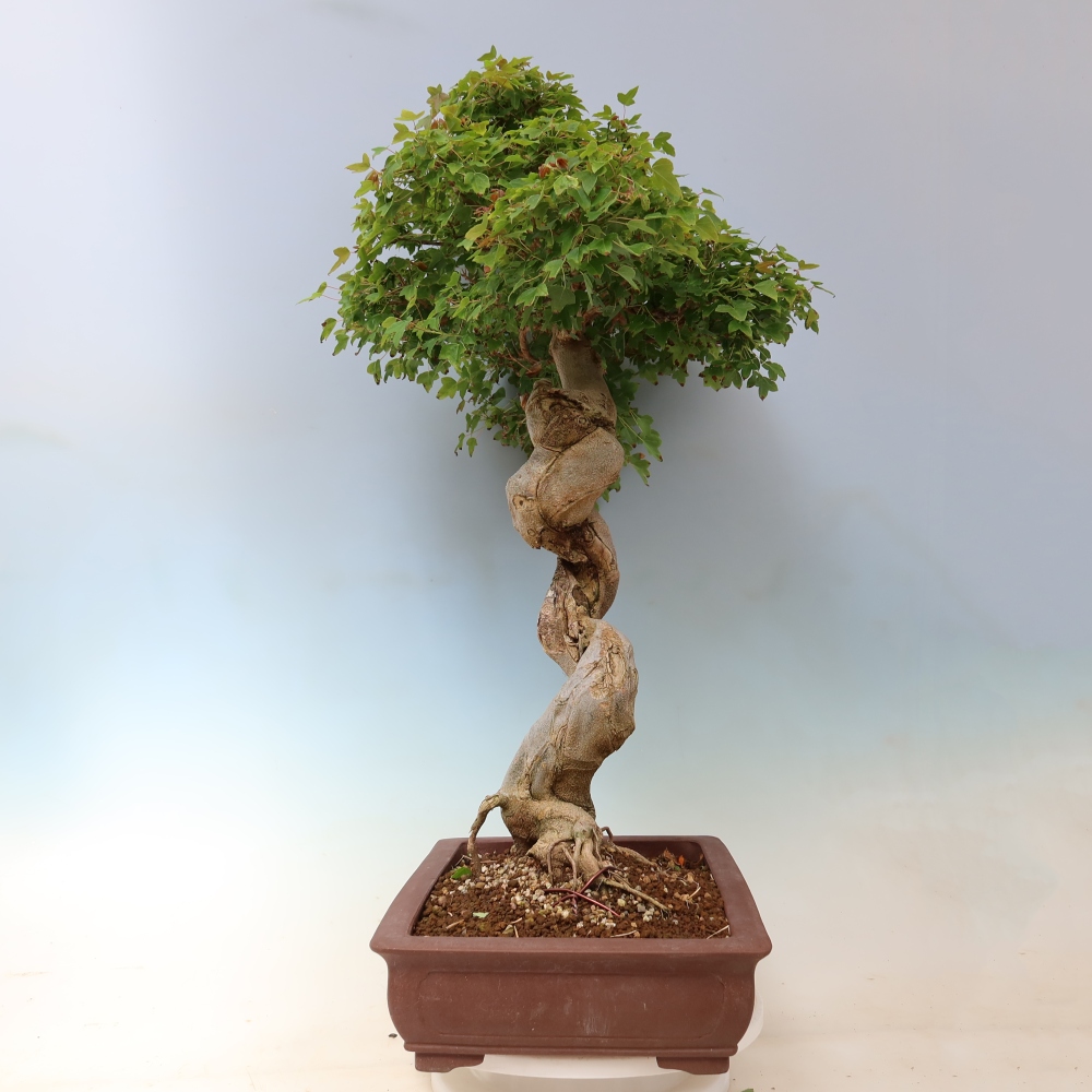 Bonsaï d'extérieur - Acer Buergerianum - Burger Maple