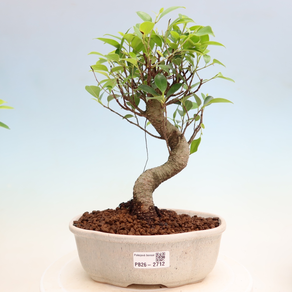 Salle bonsaï - Ficus kimmen - ficus à petites feuilles