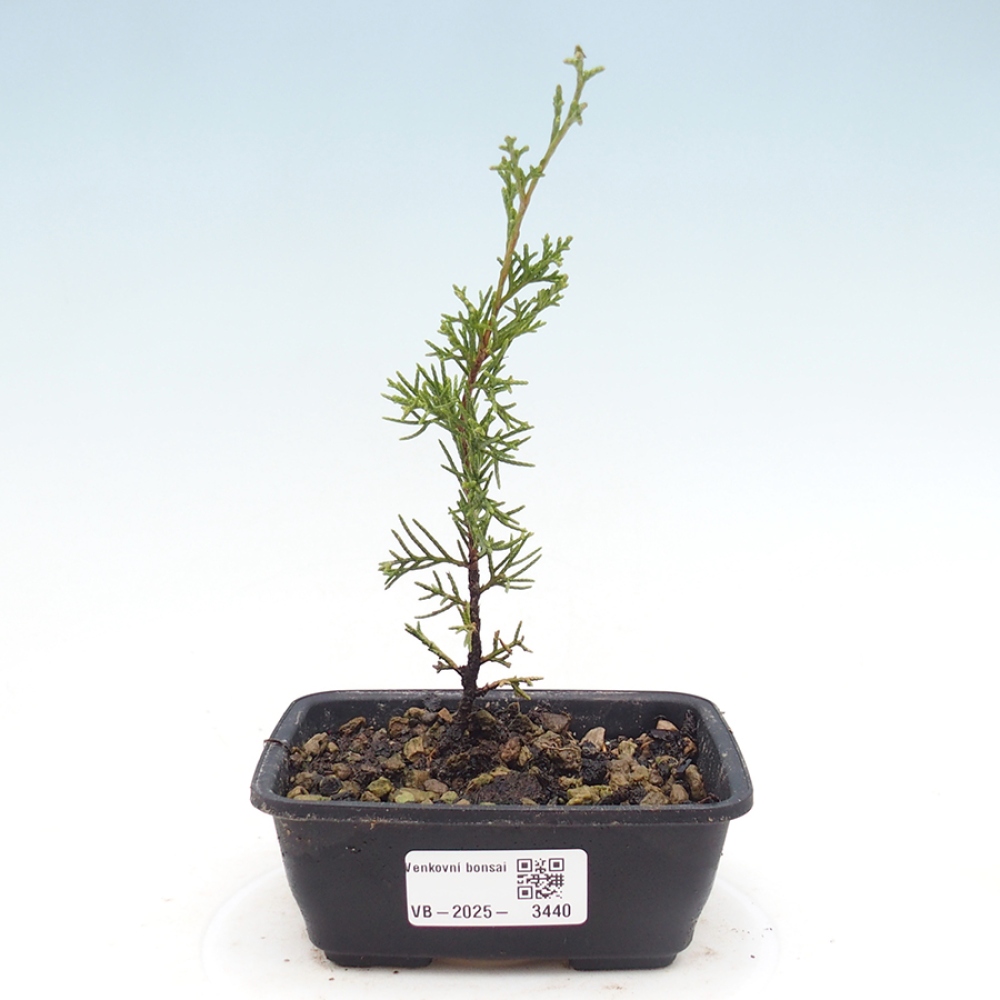 Bonsaï d'extérieur - Juniperus chinensis Itoigawa