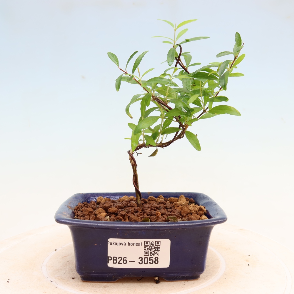 Bonsaï de chambre-PUNICA granatum nana-Pomme grenat