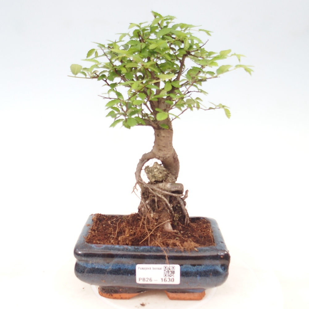 Bonsaï de chambre - Ulmus parvifolia - Orme à petites feuilles