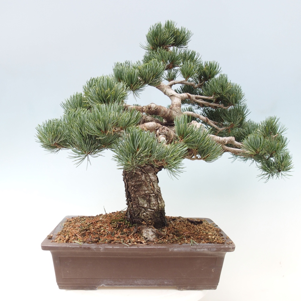 Bonsaï d'extérieur - Pinus parviflora - Pinus parviflora